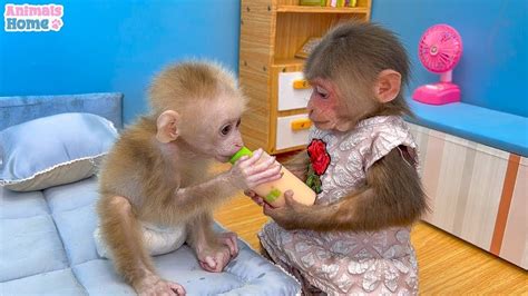 youtube monkey|baby monkeys new videos.